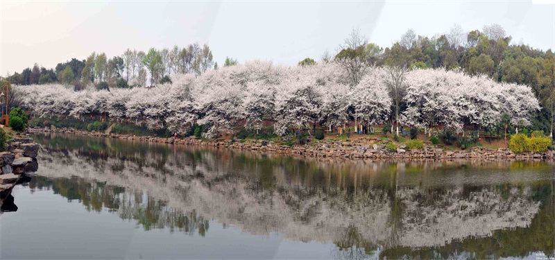 湖南省森林植物园樱花湖景区规划设计